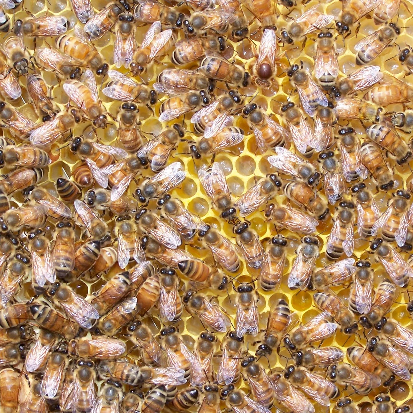 Modern General® The Bee's Knees Travel Moisturizer Bar