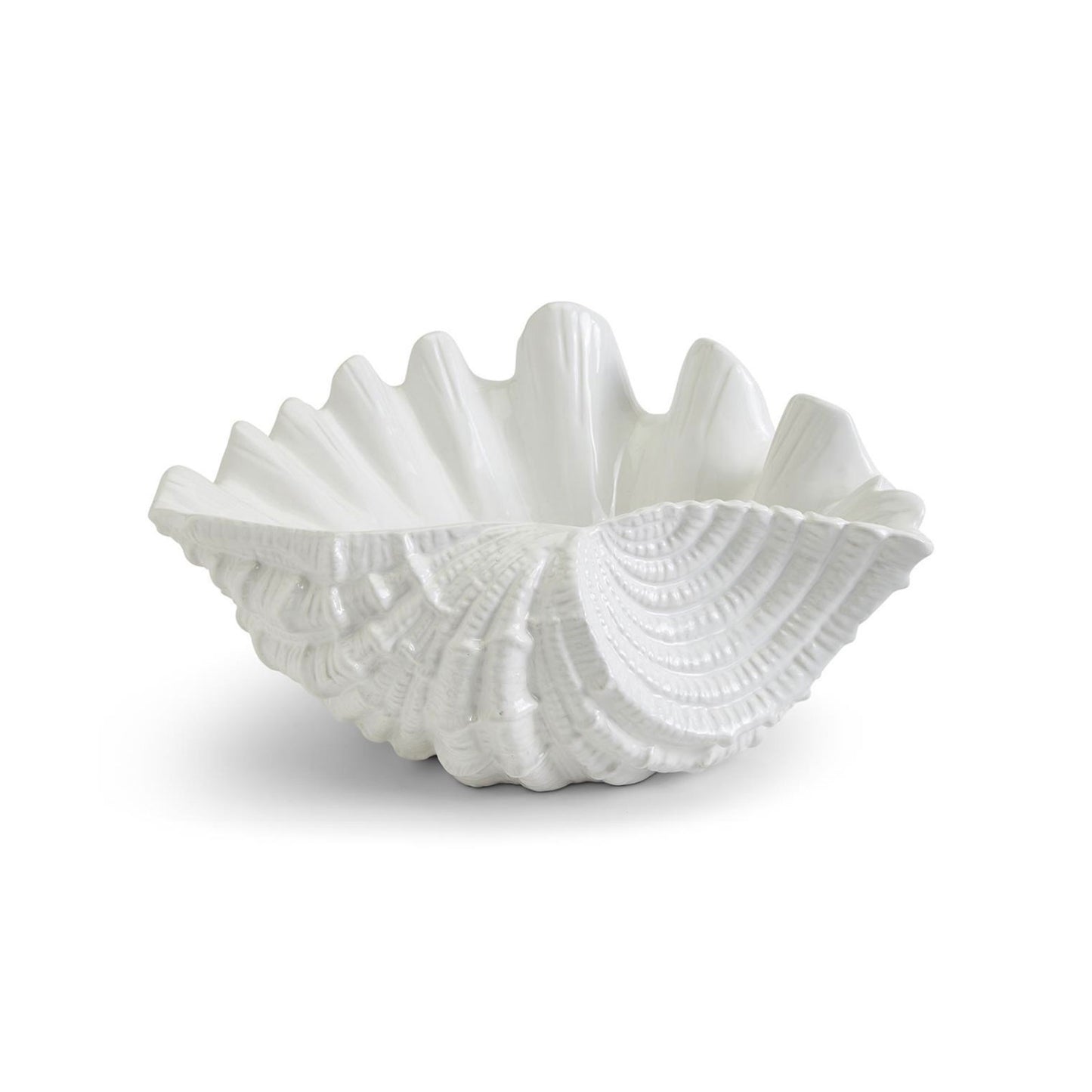 Large Clam Shell