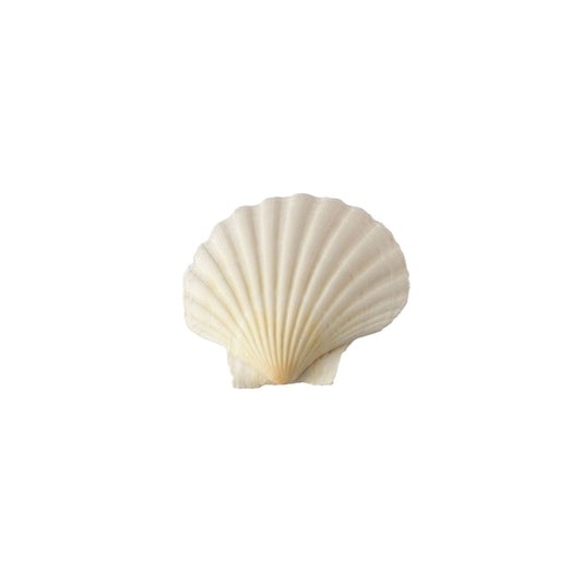 Natural Baking Shell, Single