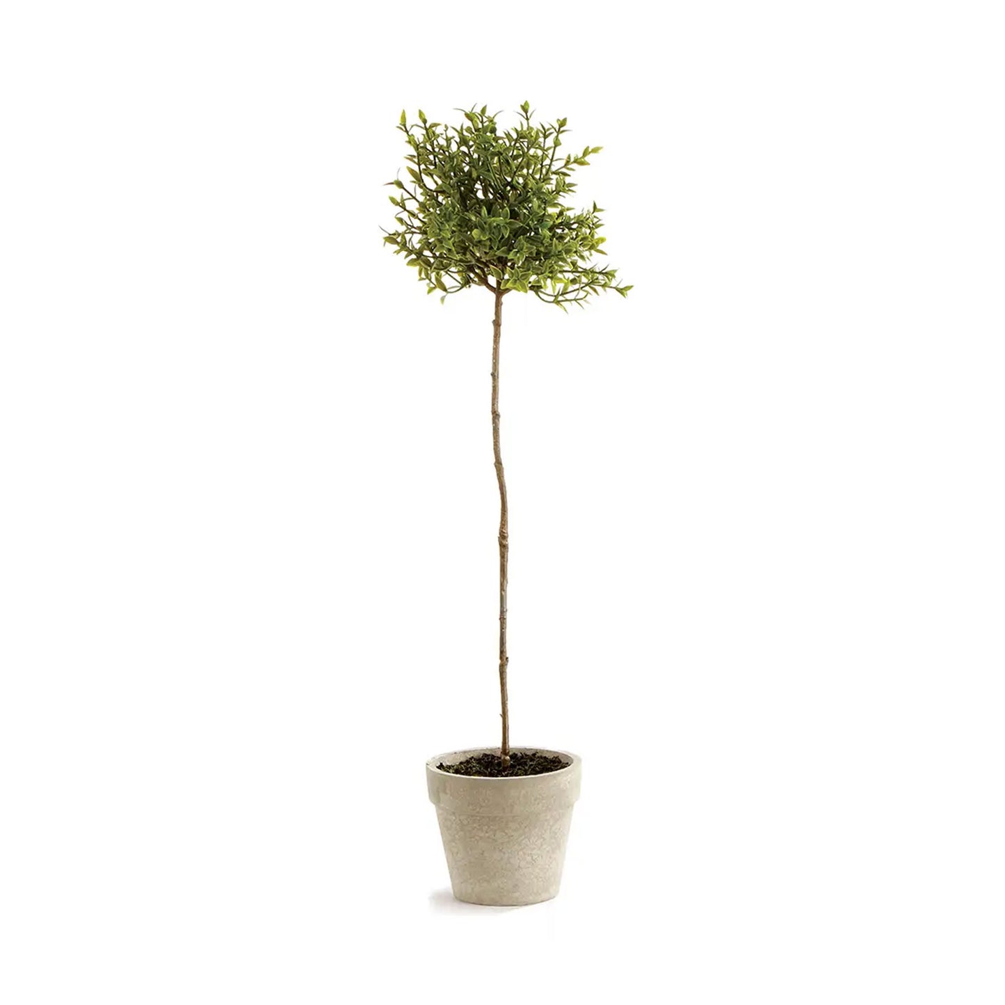 Thyme Topiary 16"