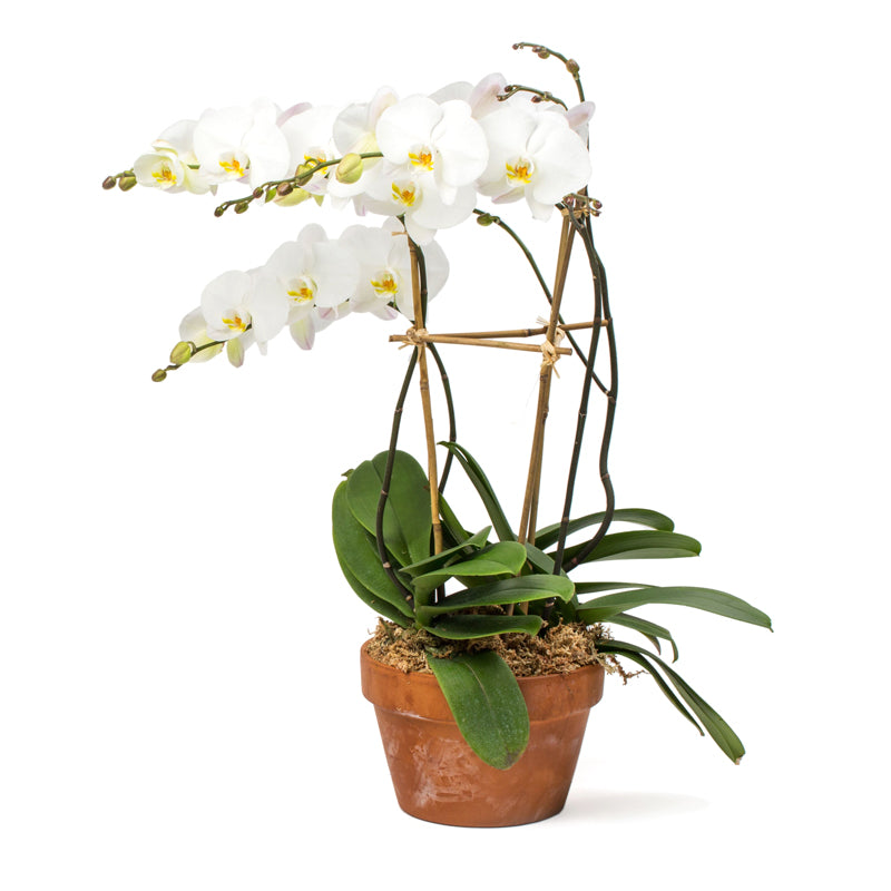 Orchid, White Multi-Stem (Pick up Only)
