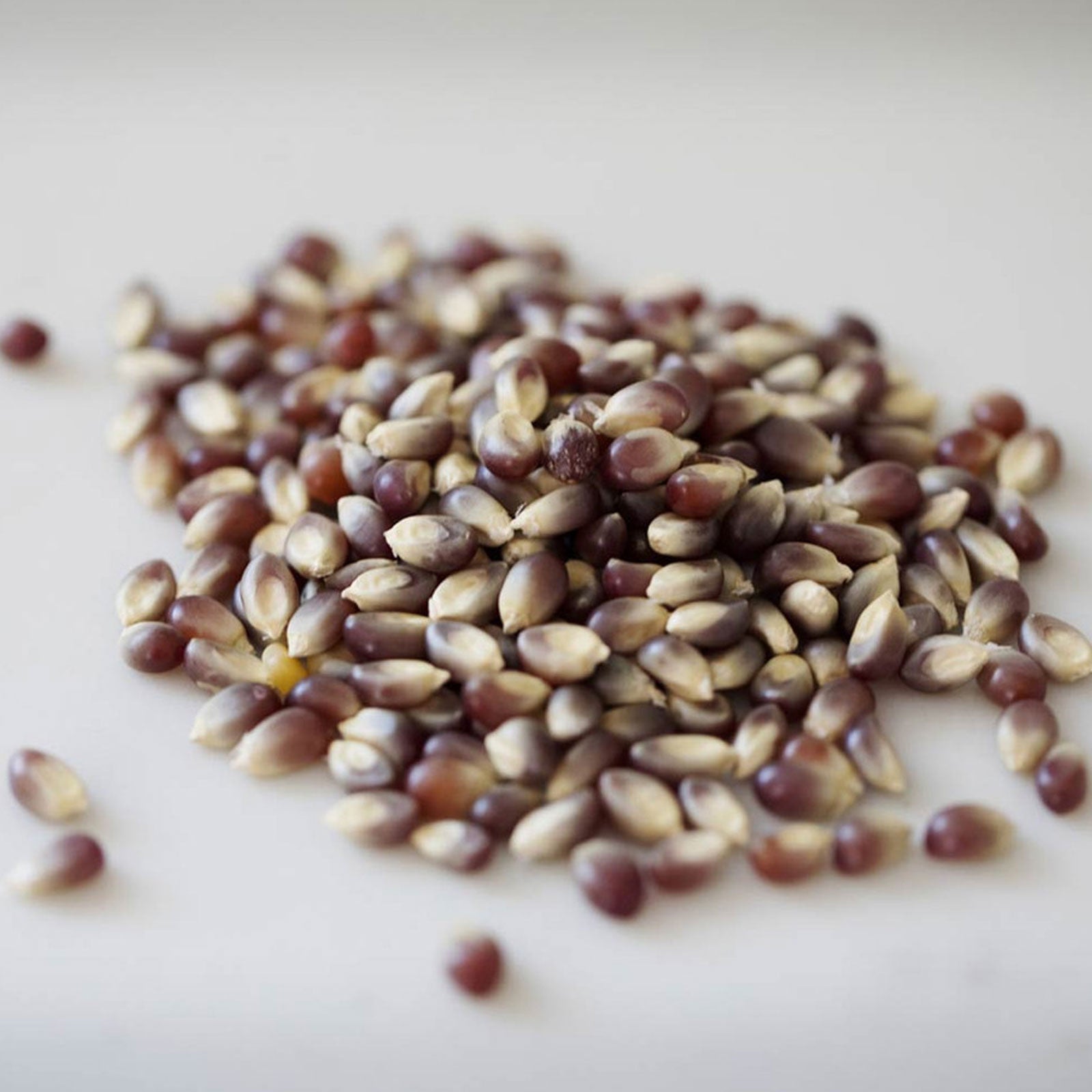 Modern General® Purple Popcorn